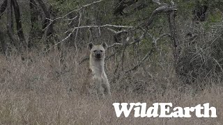 WildEarth - Sunset Safari - 27 August 2023