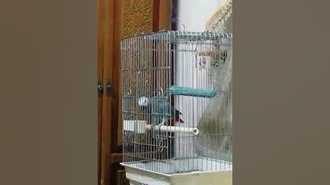 كاسكو يقرأ سورة الكوثر بكل وضوح سبحان الله