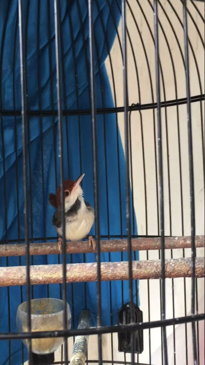 Prenjak bambu/coki gacor