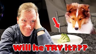 My Puppy vs. Broccoli: A Battle of Wills! 🥦🐶