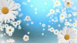 ФУТАЖ Фон с ромашками - Footage Background with daisies