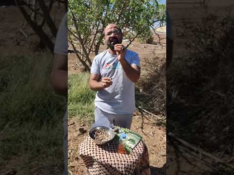 سر زيت المورينجا وسبب تميزه عن باقي الزيوت وخصائصه بالتحليل والابحاث المعتمده