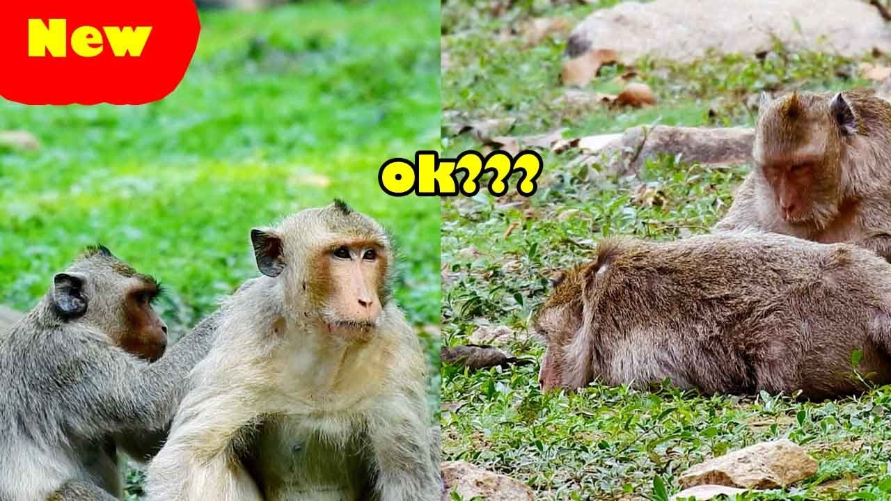 Oh Wow! Jessie And Maria Divided Their Directions To Groom These Two Are Sankra And Bone.