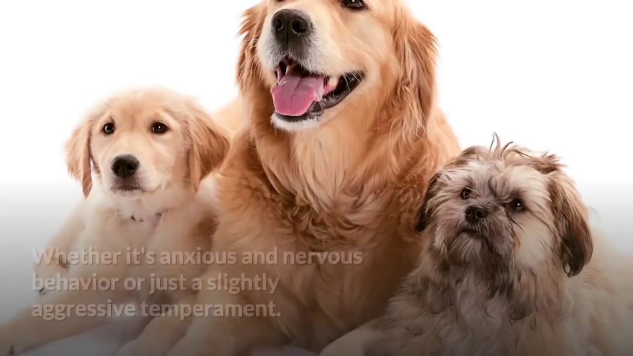 Dog Calming Treats Review How To Relax My Dog YouTube
