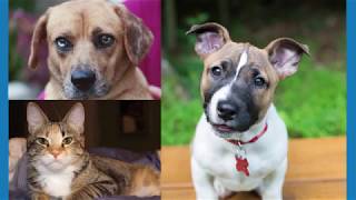PetConnect Rescue