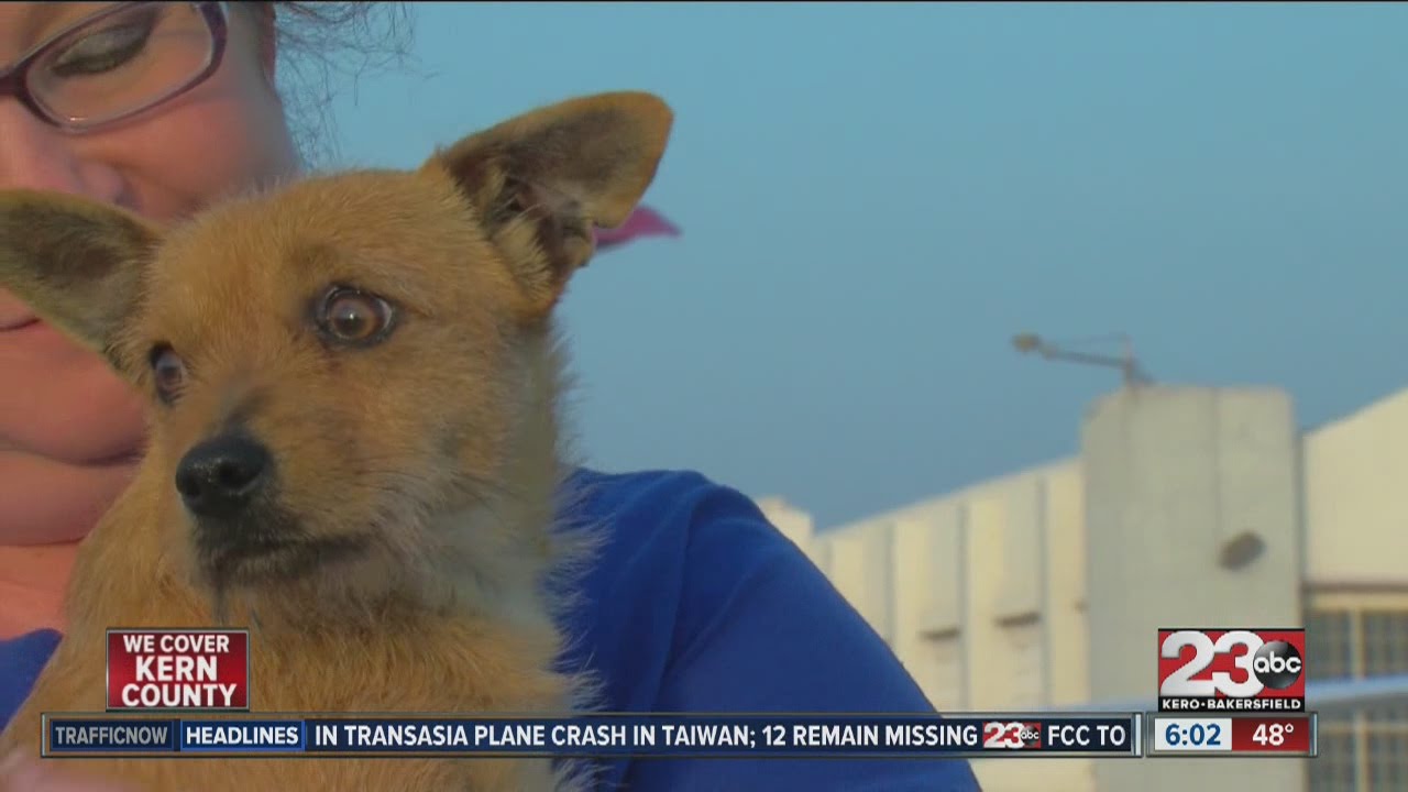 Wings of Rescue flying out 100 dogs to New York