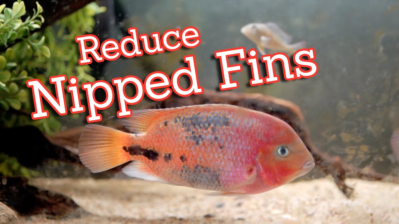 Reduce Nipped Fins in Your Cichlid Community Fish Tank