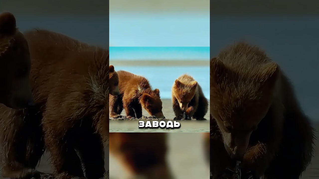 МАМА МЕДВЕДИЦА против МЕДВЕДЯ ЛЮДОЕДА 💪