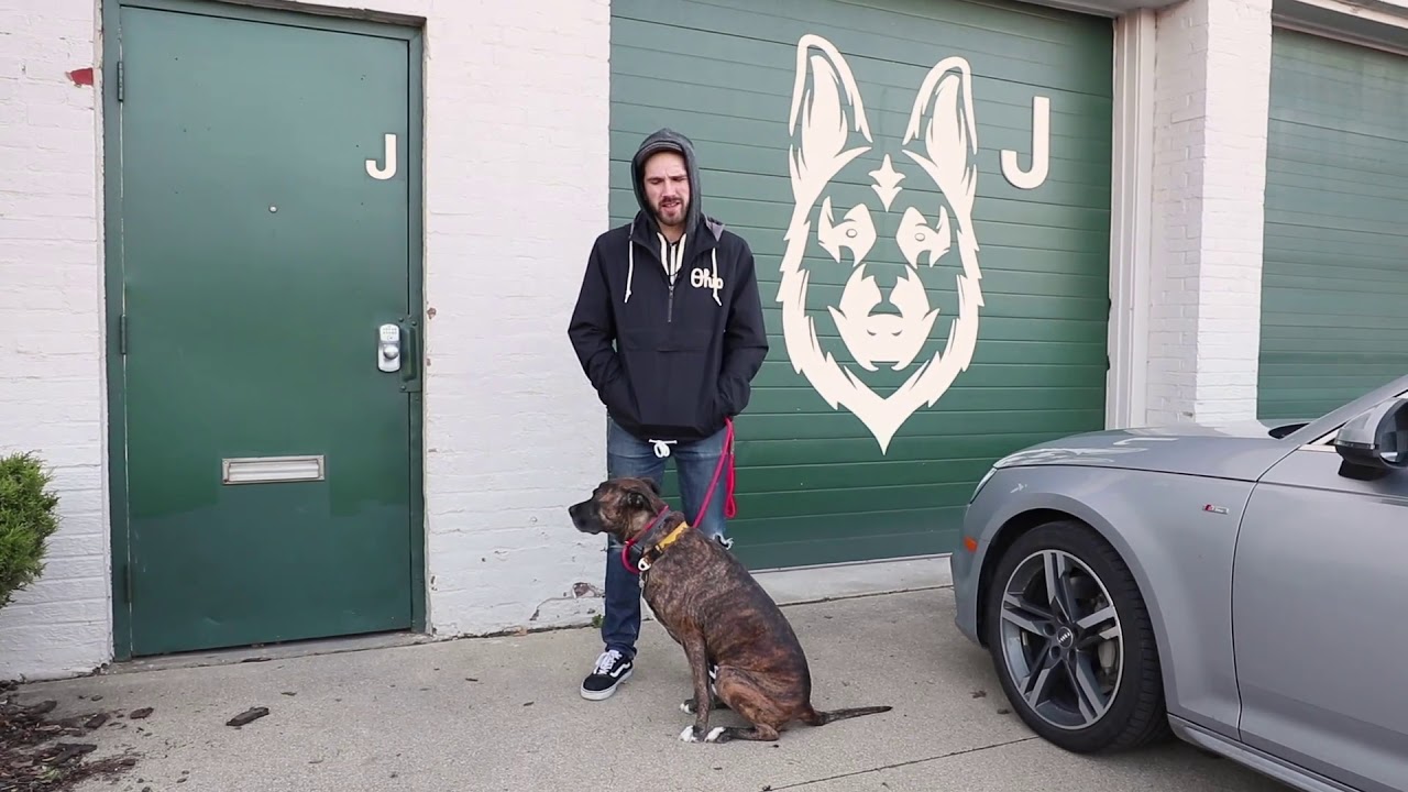 Generalize Dog Example Generalization In Dog Training - YouTube