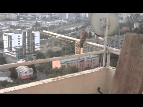 2014წ. შევარდენი