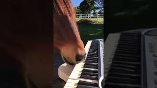Лошадь играет на фортепиано))))
