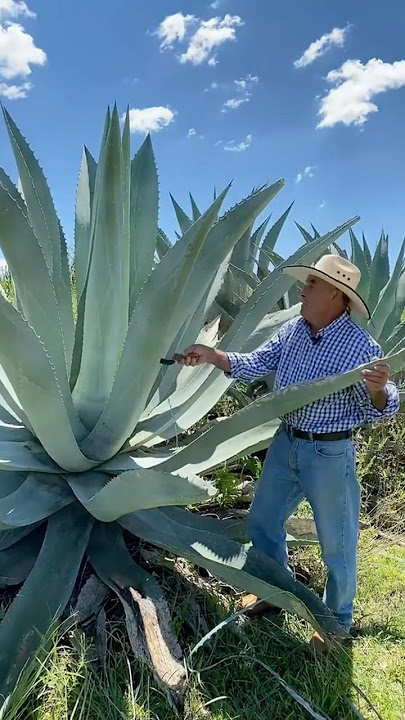 Amazing Uses of the Agave Plant：Beyond Tequila! #funfacts