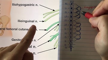 Chapter 13: The Spinal Cord and Spinal Nerves (Video 4)
