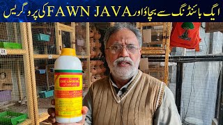 EGG BINDING SOULUTION | JAVA SPARROW PROGRESS | FAWN JAVA BREEDING PROGRESS 2023