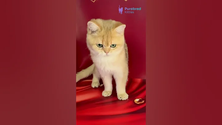 Video 11687971: golden shaded british shorthair, british shorthair black golden, british shorthair blue golden, british shorthair blue boy, eyes british shorthair, adopt british shorthair, britishshorthair