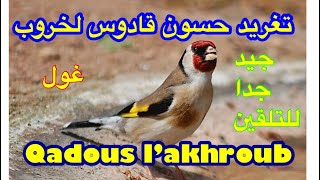 Qadous L'akhroub تغريد قادوس لخروب من بين أصفى صوت لتغريد خروب على اليوتوب .