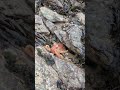 Octopus changes colors on the beach by the Menai Bridge, in Anglesey, Wales