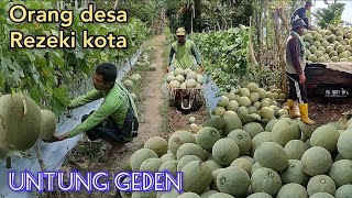 Orang Desa Rezeki Kota. Panen Melon dalam 66 Hari