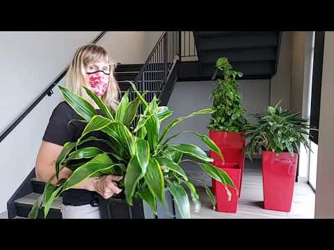 Video: Installing New Plants in an Office