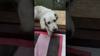 Labarador fighting for not letting him inside the home | Simba the Labarador