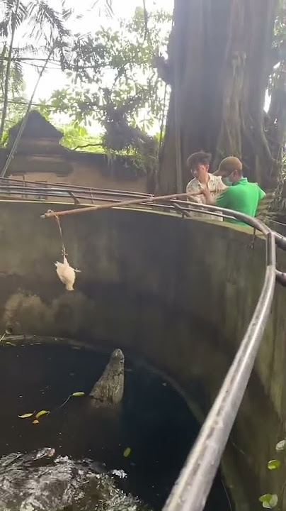 ada yang pernah kasih MAKAN BUAYA?!