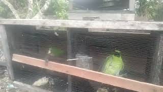Burung Cucak Ijo Kalimantan Dalam