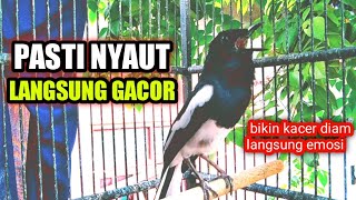 BIKIN KACER DIAM PASTI NYAUT LANGSUNG GACOR EMOSI 🔥🔥PANCINGAN KACER AMPUH.