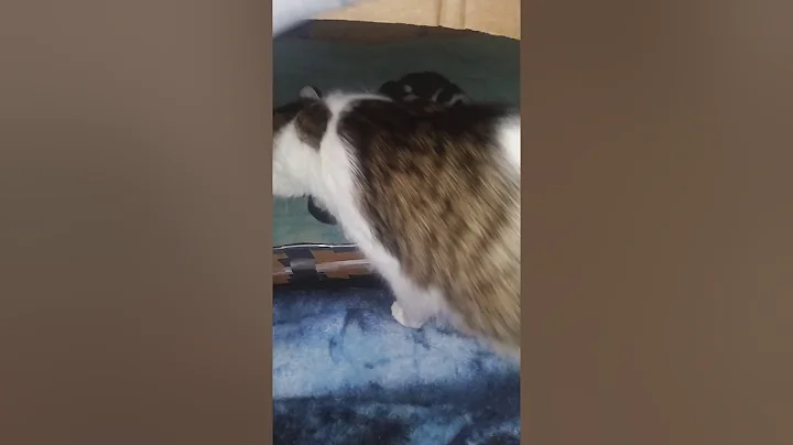 Patches story #3 (9 kittens)