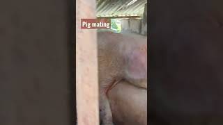 #pig mating#short #foryou
