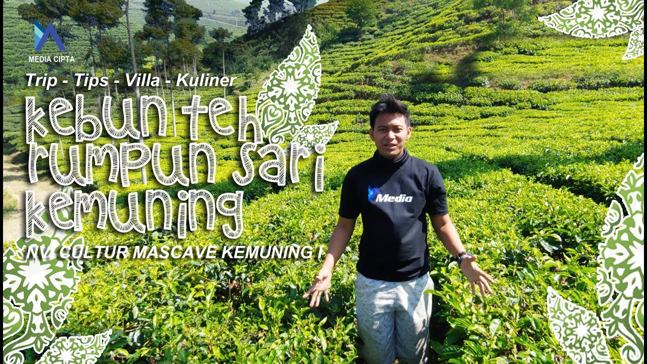 Kebun Teh Kemuning - Kebun Teh Terbesar di Pulau Jawa