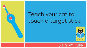 Cat Training: Teach your cat to touch a target stick.