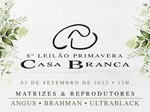 Lote 511 (CABR Lady Anabela 3162/3 - CABR 3162)