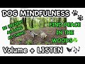 Mindfulness to the sounds in the woodswith nell  days