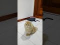 American bobtail cat acting cute の動画、YouTube動画。