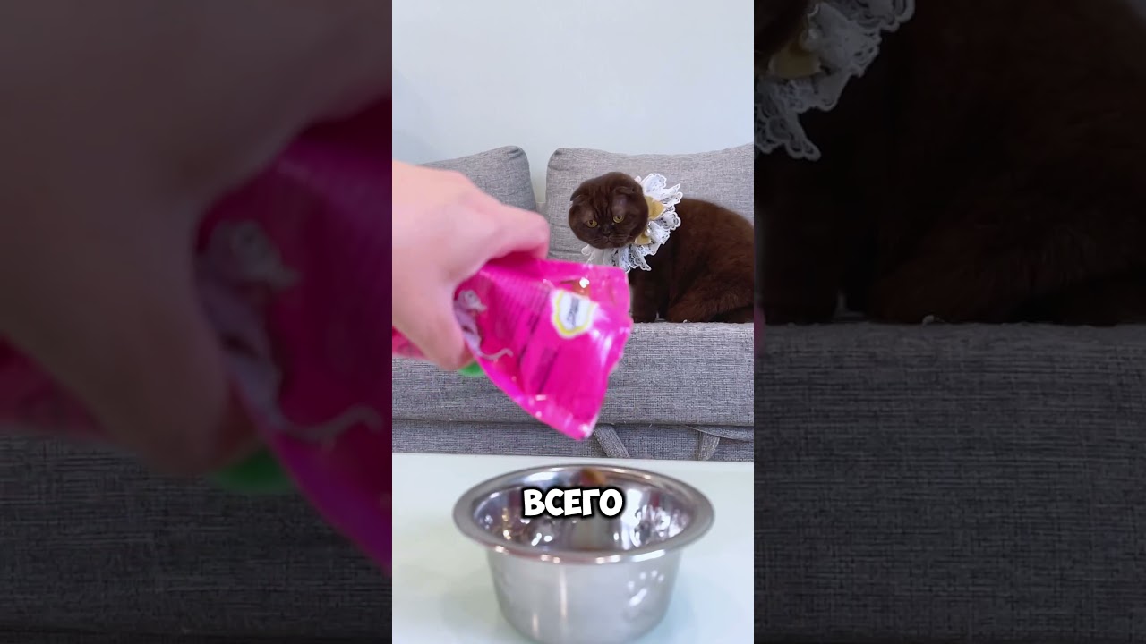 Кот хотел стать космонавтом #питомцы #cat #веселыекоты #кот