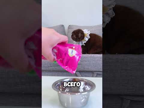 Кот хотел стать космонавтом #питомцы #cat #веселыекоты #кот