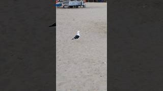 Se Você me Deixar eu vou Morrer - Vida na Praia