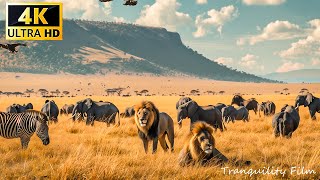 4K African Wildlife: Wild Animal Discovery & Beautiful Wildlife Movie in African With Real Sounds