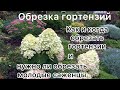 ОБРЕЗКА ГОРТЕНЗИЙ. КАК И КОГДА ОБРЕЗАТЬ ГОРТЕНЗИИ. Нужно ли обрезать молодые саженцы