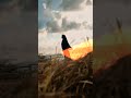 JOSIE ON FRAME #josiesunsetcorner #sunset #videoshorts #beach #love #youtubeshorts #travel #sunrise