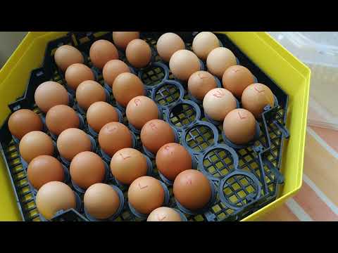 Incubator Cleo 5