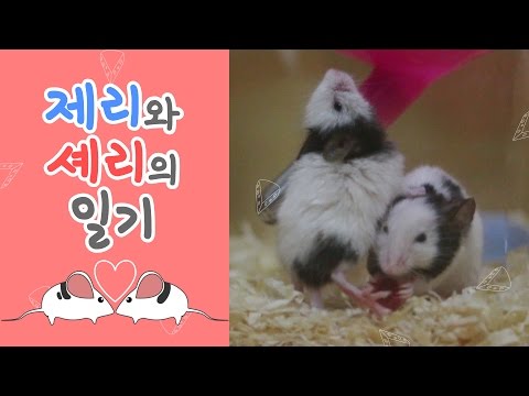 [제리와셰리의일기 #1]팬더마우스 제리와 셰리를 소개합니다