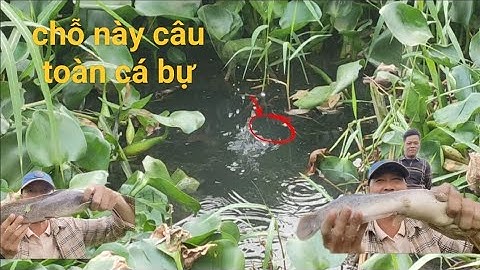 Cá Quần Ổ Lên Tim Thấy Mê Toàn Cá Bự Giật Mà rung tay | Câu Cá Rô Đồng | Tập 54.