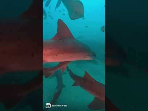 女性ダイバーに近寄るサメ シャークスクランブル【編集済み無音】