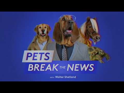 Pets News