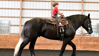 TONKA, 4yr old gelding