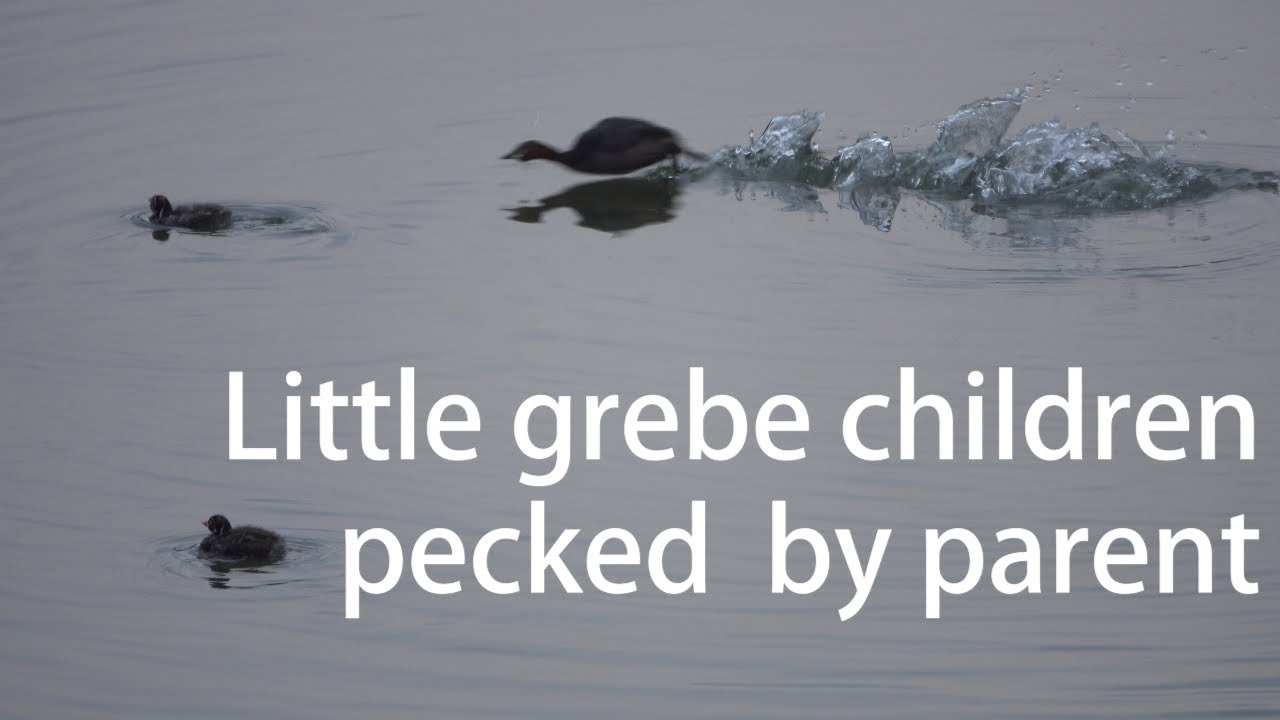 Little grebe children relentlessly begging for food and being pecked by the parent.
