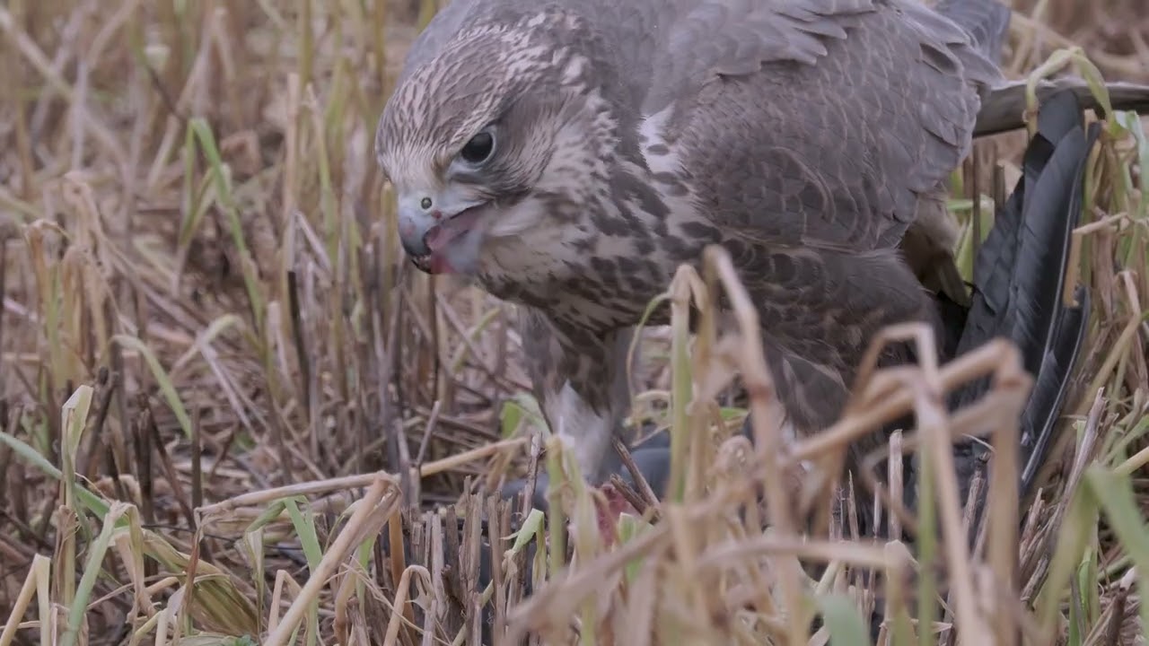 Saker falcon, and Bail