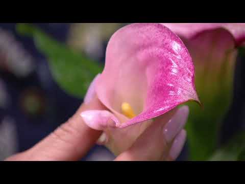 Video: Types Of Calla Lilies (30 Photos): Burgundy And Pink, Red And 