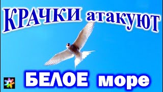 🧍‍♀️⬅🦅 Arctic Terns attack
